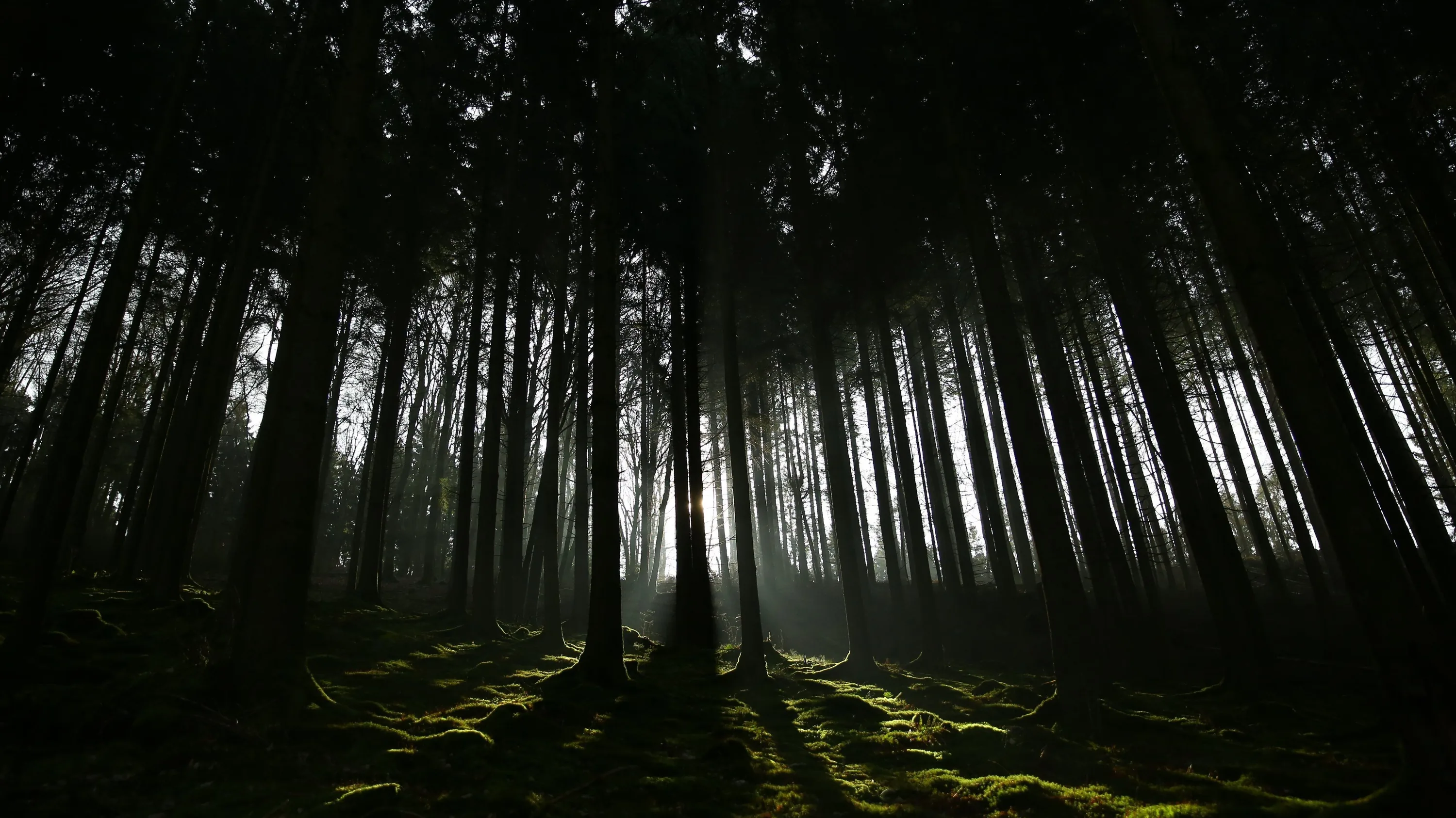 Tall trunks stand in silhouette while a shaft of light reaches the mossy floor at the centre of the clearing.
