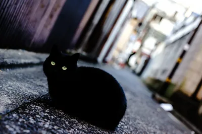 A black cat crouches low in a narrow back alley, yellow eyes fixed forward while the lane behind it blurs into grey.