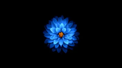 A symmetrical blue bloom with a small orange heart floats dead centre on true black, ideal for an OLED screen.