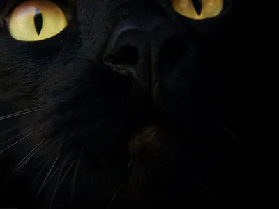 Cropped so tight the ears are gone, this macro shows one full yellow eye, a wide black nose and a scatter of long white whiskers.