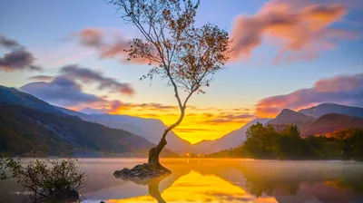 A bare-trunked tree stands on its own rock islet against an orange dawn, mist skimming the water; the dark lower band keeps a clock readable.