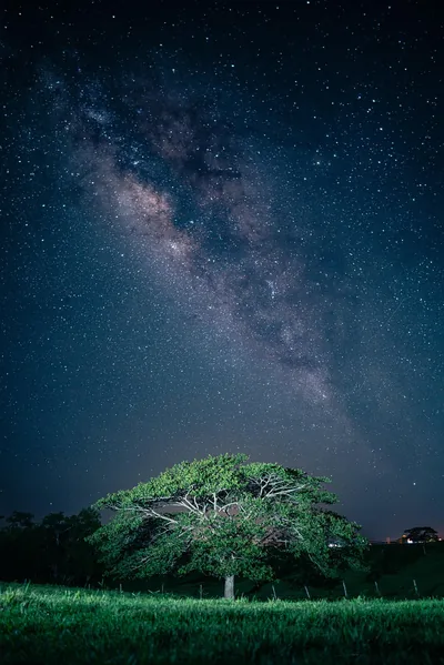 A leafy green tree glows under a star-thick sky, the galactic band rising diagonally behind it; the dark grass strip anchors dock icons.