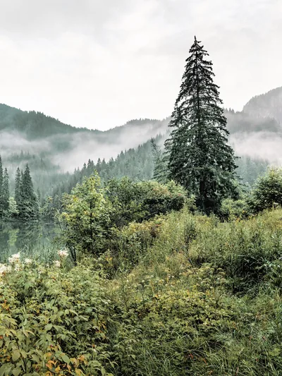A single tall spruce rises from a scrubby lakeshore meadow, cloud banks drifting across the forested ridges behind it in soft grey-green light.