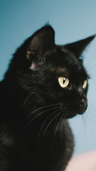 Shot upright for phones, a short-haired cat turns its head to the right with one yellow-green eye catching the light off a soft blue backdrop.