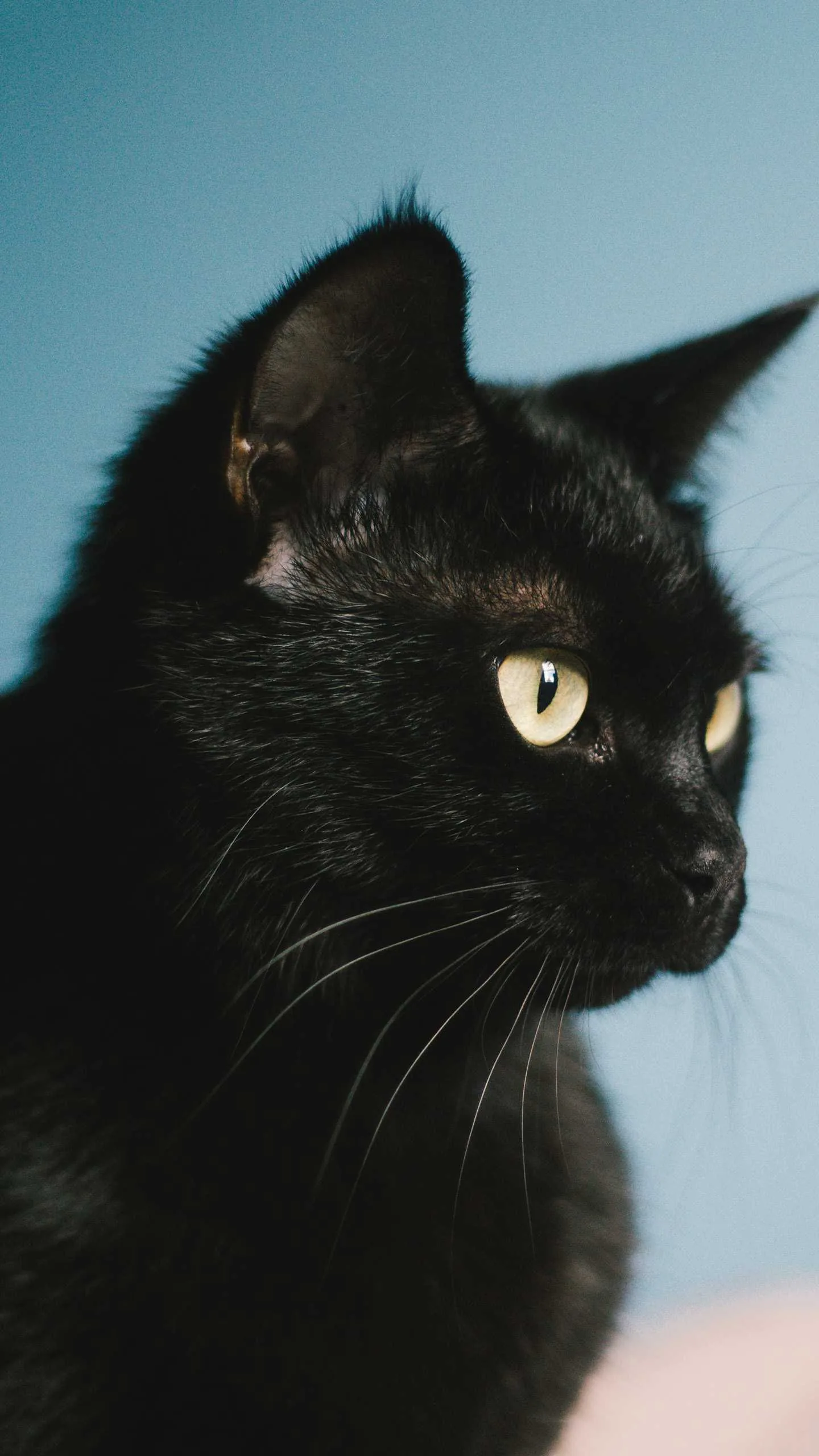 Shot upright for phones, a short-haired cat turns its head to the right with one yellow-green eye catching the light off a soft blue backdrop.