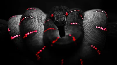 A black snake coils toward the lens, red saddle markings running down its back and two red eyes catching the light.
