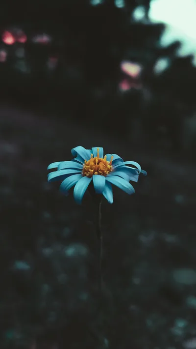 A single blue daisy with an orange centre stands against a dark blurred treeline, the stem holding it just below the middle of the frame.