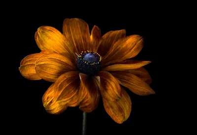 An orange daisy-shaped bloom fills the middle of the frame, its petals streaked with green and its centre a rough blue-black dome.