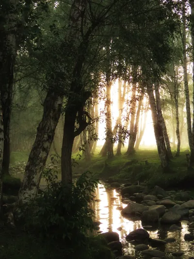 Sun sets behind a screen of birch trunks, its gold reflection running down a stony stream in the lower half of this portrait frame.