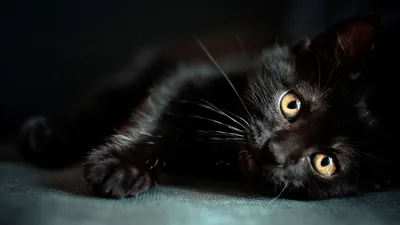 The same low-lit kitten seen from further back, paws reaching left across a teal cloth while its amber eyes stay fixed on the viewer.
