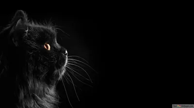 A long-haired cat's head sits at the far left edge in profile, whiskers reaching right across a wide expanse of clear black.