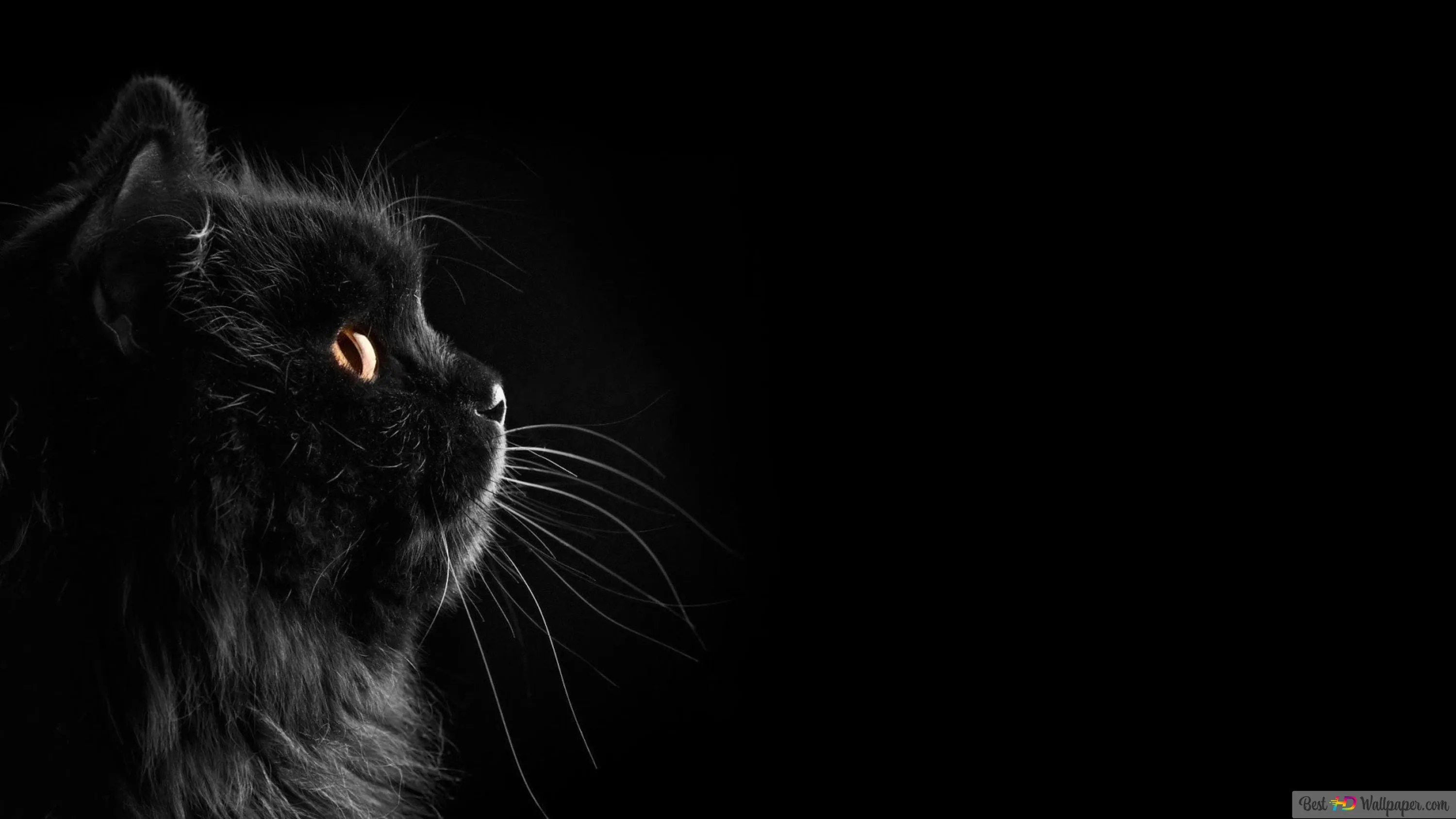 A long-haired cat's head sits at the far left edge in profile, whiskers reaching right across a wide expanse of clear black.