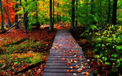 Orange and brown leaves scatter along a narrow plank path running straight up the frame, so a centre phone crop keeps the walkway intact.
