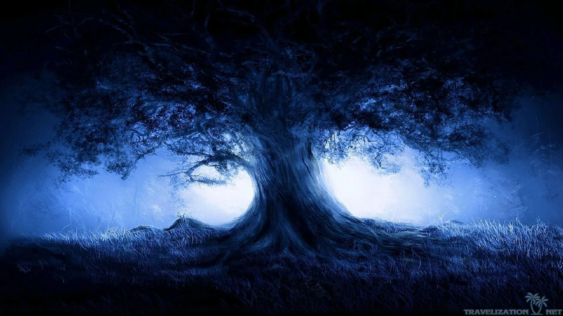 A broad twisted tree stands against cold blue mist, its trunk and roots picked out in silhouette.