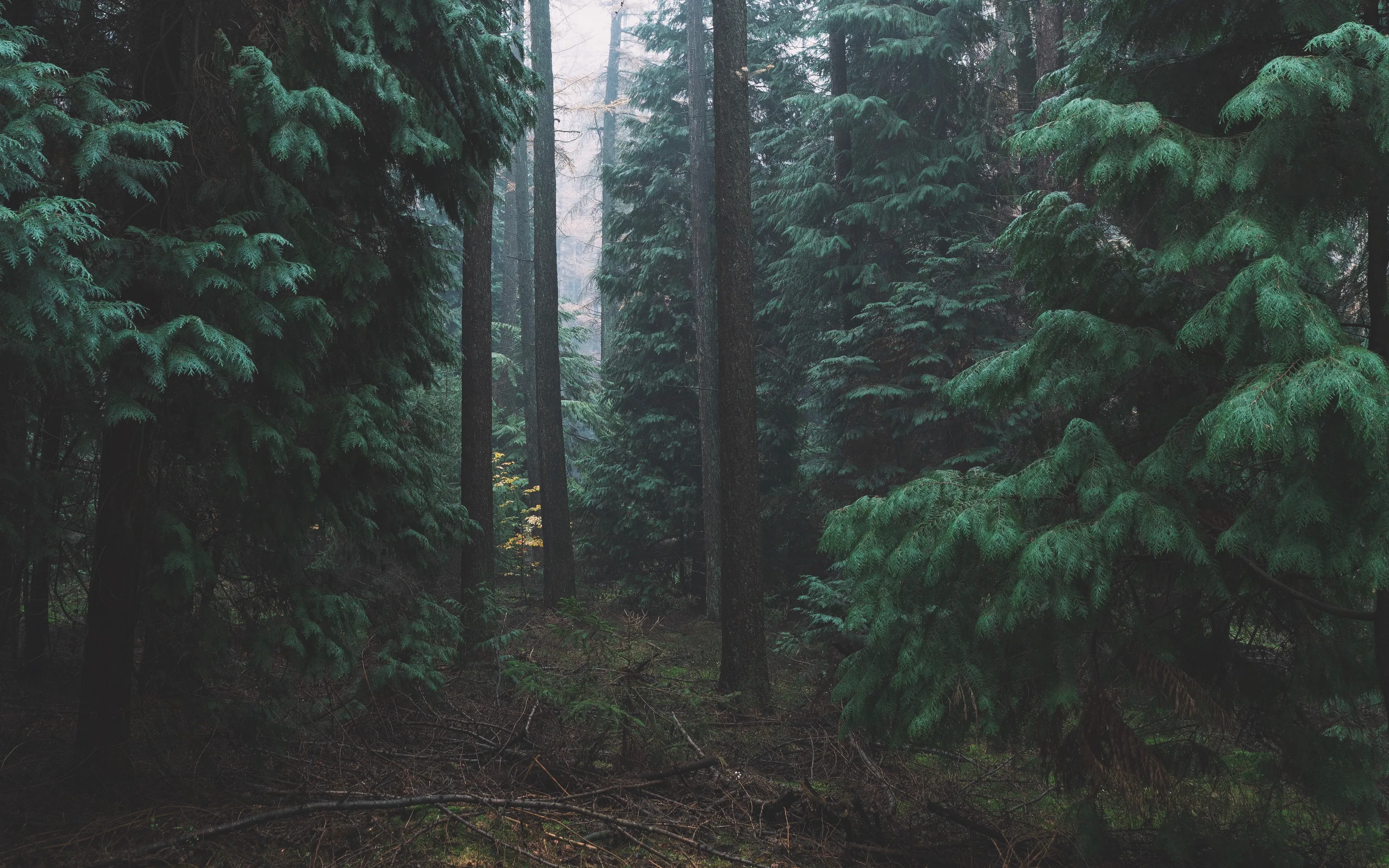Dense pine boughs frame a gap between tall trunks under flat grey light, the shadowed lower third dark enough to keep desktop icons readable.