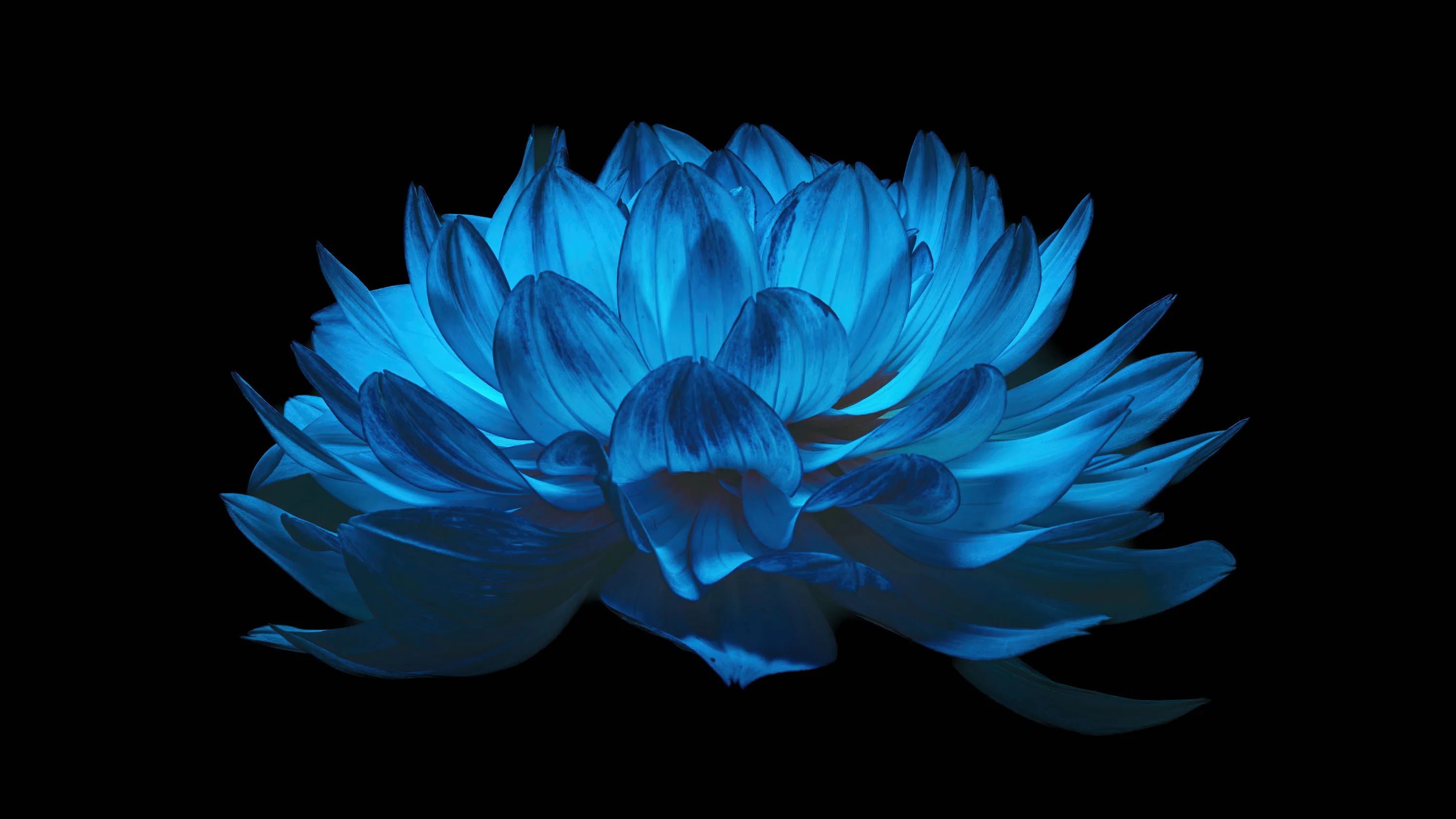 A dahlia glows in cold electric blue against pure black, its layered petals lit from below like backlit glass.