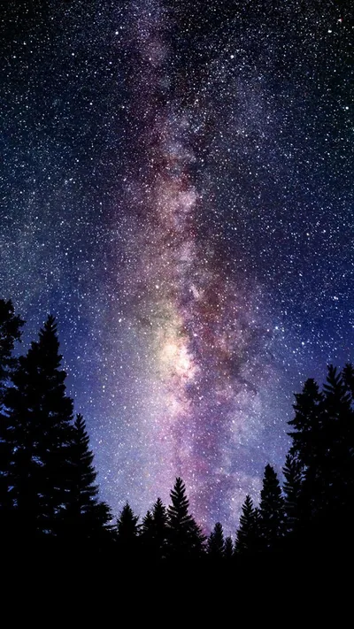 The galactic core climbs a violet sky between black pine silhouettes; trees frame both edges, leaving the bright band centred for a phone screen.