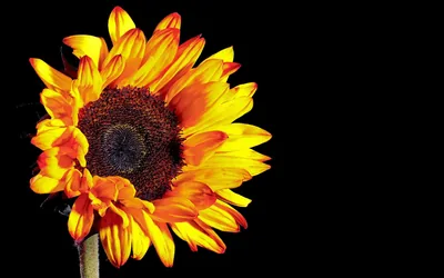 Flame-tipped petals ring a deep brown seed head on the left of the frame, the entire right side left as flat black space.