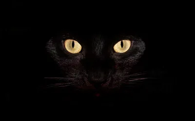 Two yellow eyes and a faint suggestion of muzzle and whiskers hover in an otherwise empty black frame, dark enough to suit an OLED screen.