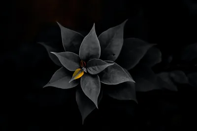 A star-shaped bloom in charcoal grey opens flat towards the camera, one small yellow stamen at its heart the only colour.