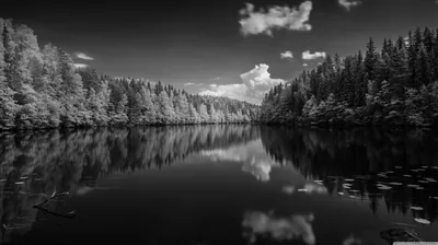 Pine forest lines both banks of a still lake and mirrors perfectly in the water, with piled cumulus clouds over the far ridge in sharp black and white.