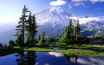 A broad white summit fills the skyline behind wind-shaped firs and small meltwater ponds, meadow greens grounding the lower frame.