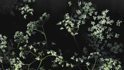 Loose clusters of tiny white blooms trail along green stems across a wide black field, thicker at the edges and open through the middle.