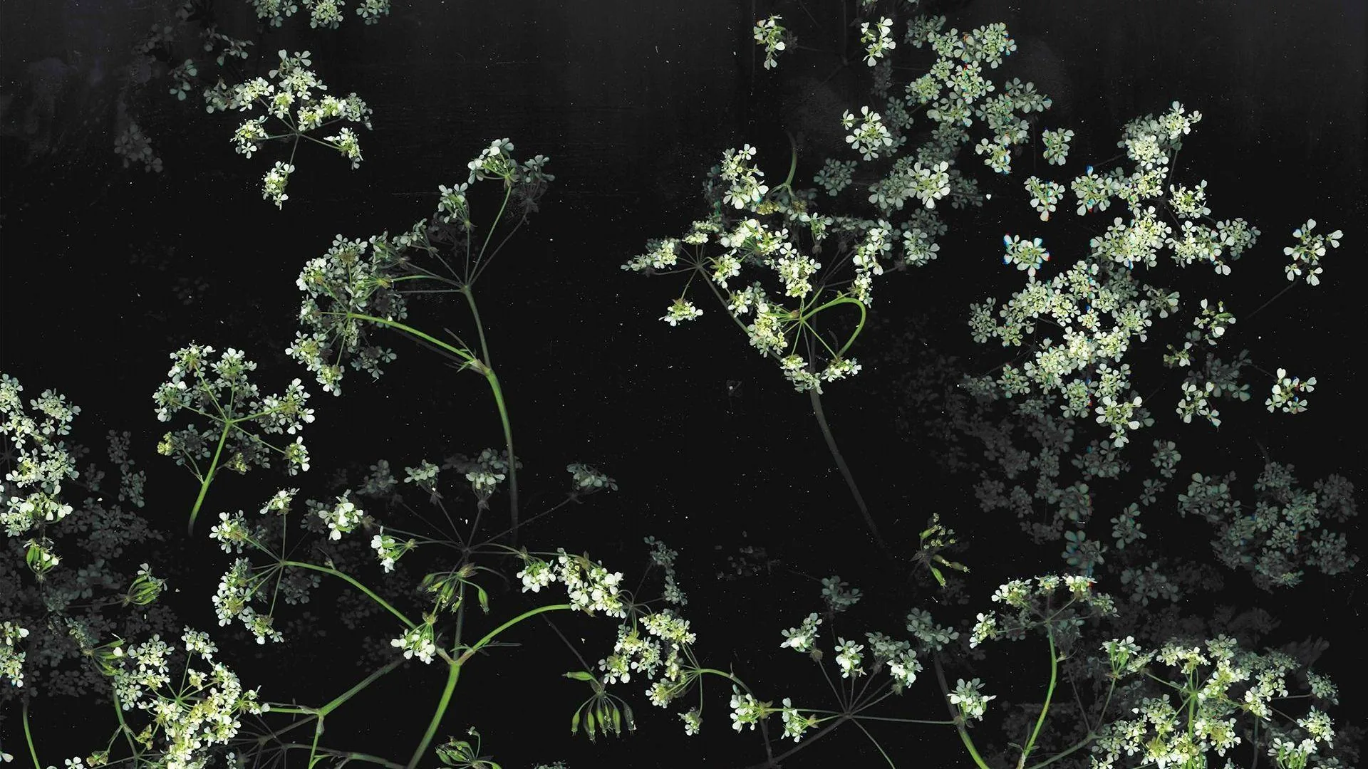 Loose clusters of tiny white blooms trail along green stems across a wide black field, thicker at the edges and open through the middle.