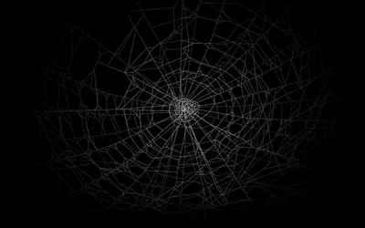 A single spider web spans the frame in fine grey thread, its centre slightly above the middle and its outer strands fading into total black.