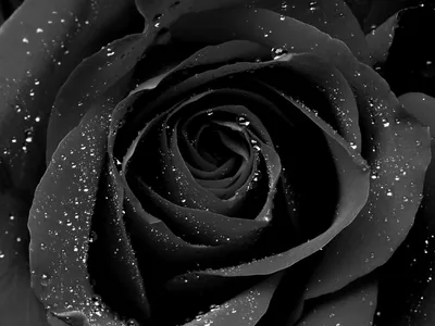 A rose fills the entire frame in charcoal tones, water beads scattered across every petal and the spiral centre in focus.