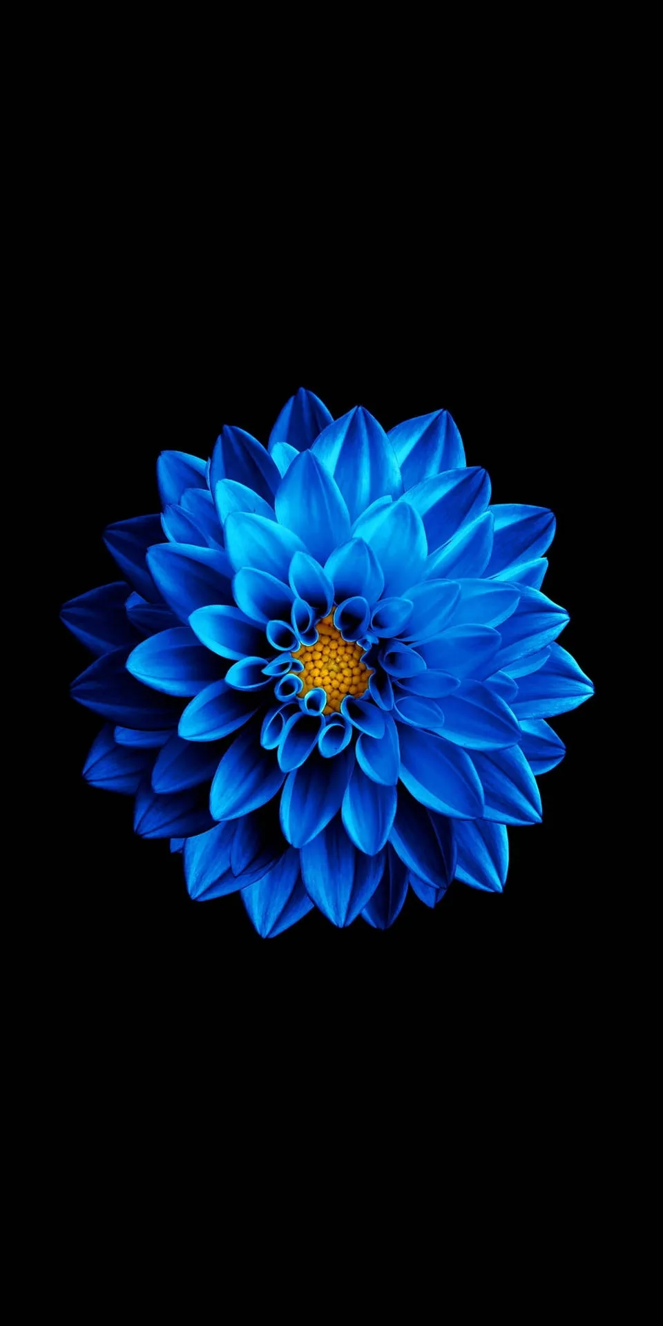 A single blue dahlia sits centred with a yellow centre, every petal edge crisp against the black around it.