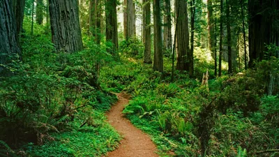 A narrow dirt path winds between ferns and thick redwood trunks, greens filling the frame from floor to canopy with no bright hotspots.