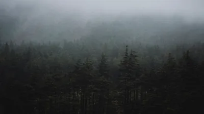 Low cloud drags across ranks of dark conifer tops in flat grey-green light, a moody near-monochrome scene that keeps white icons easy to read.