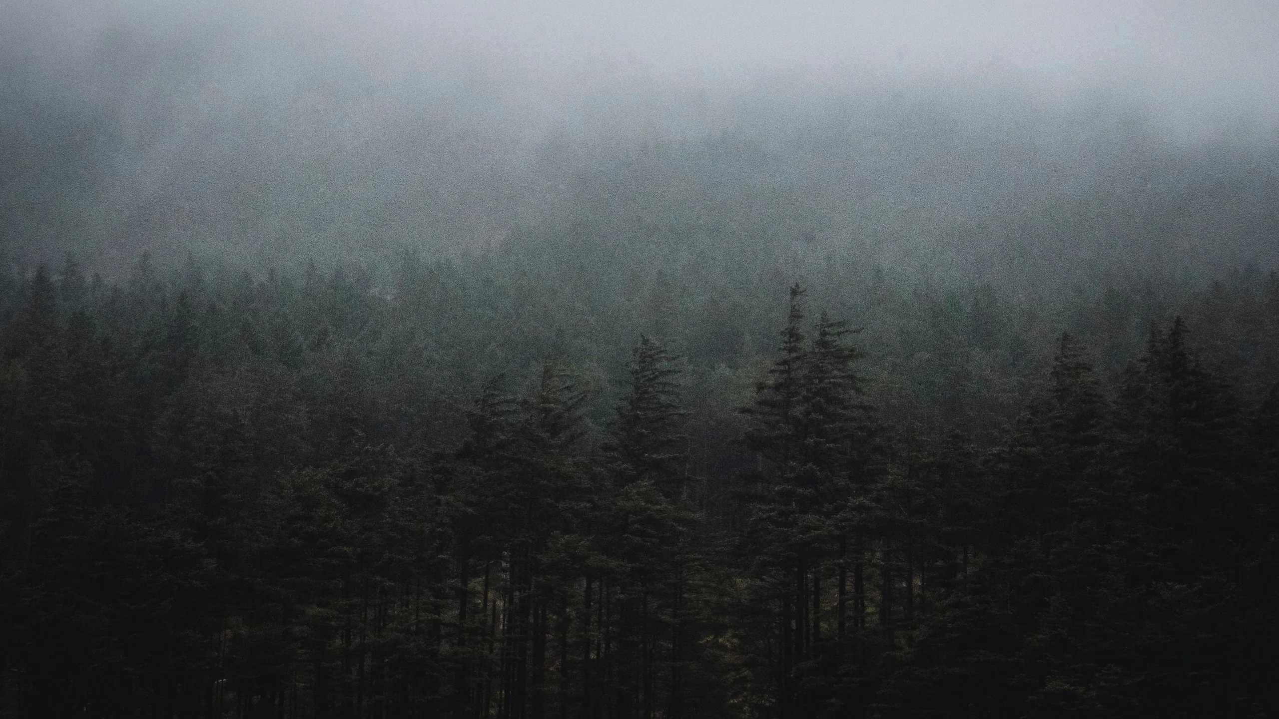 Low cloud drags across ranks of dark conifer tops in flat grey-green light, a moody near-monochrome scene that keeps white icons easy to read.