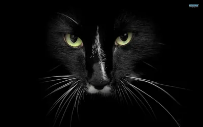 A black cat stares straight ahead from the shadows, green eyes and pale whiskers the only things catching the light.