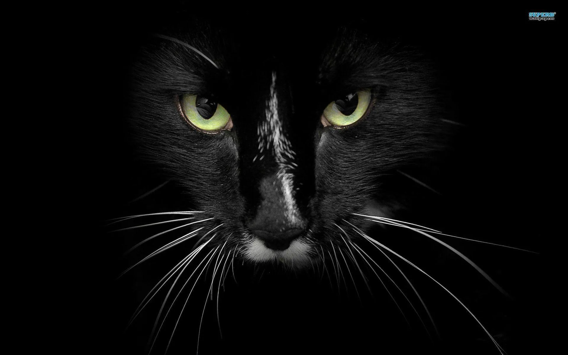 A black cat stares straight ahead from the shadows, green eyes and pale whiskers the only things catching the light.