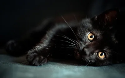 A young black cat sprawls sideways on a pale surface, one paw stretched forward and amber eyes looking up past the camera.