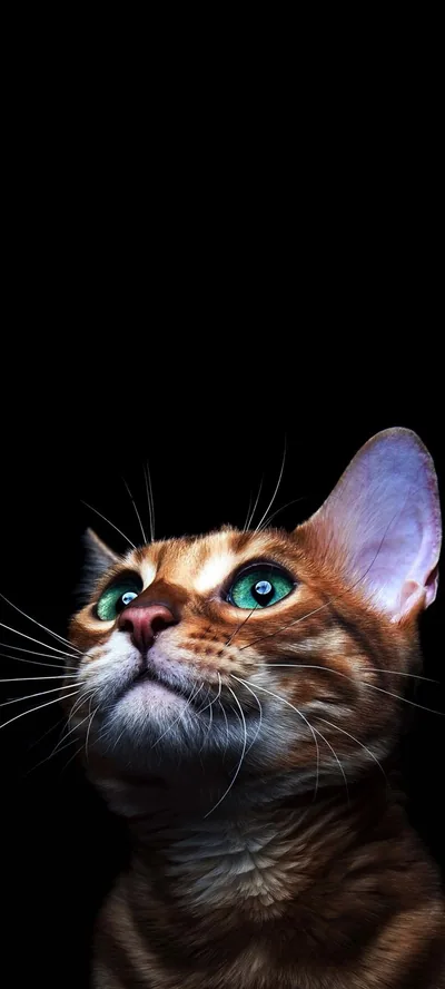 A striped kitten tilts its head upward with wide teal eyes, one translucent ear glowing pink while the rest of the frame stays black.