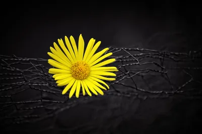 One yellow daisy sits above a tangle of barbed wire strung across a dark grey wall, its ray petals the only bright thing in the frame.