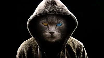 A cat with the hood drawn up stares into the camera, one amber and one blue eye, everything past the shoulders in full black.