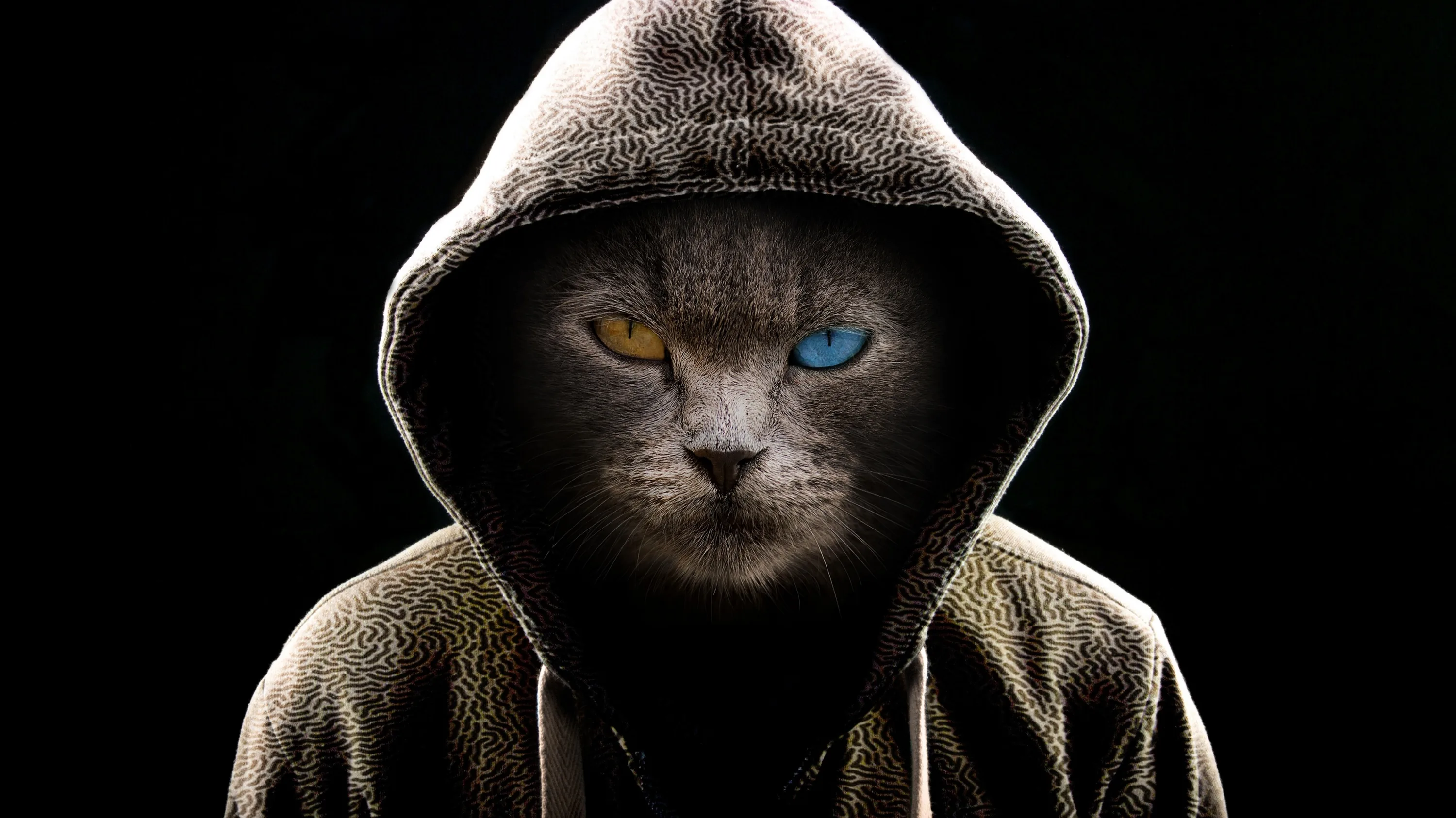 A cat with the hood drawn up stares into the camera, one amber and one blue eye, everything past the shoulders in full black.