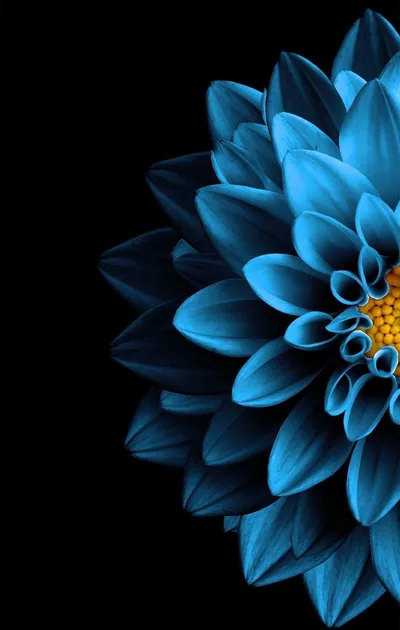 Half a dahlia fills the right side, its tubular petals fading from pale blue to deep teal around a small yellow centre.