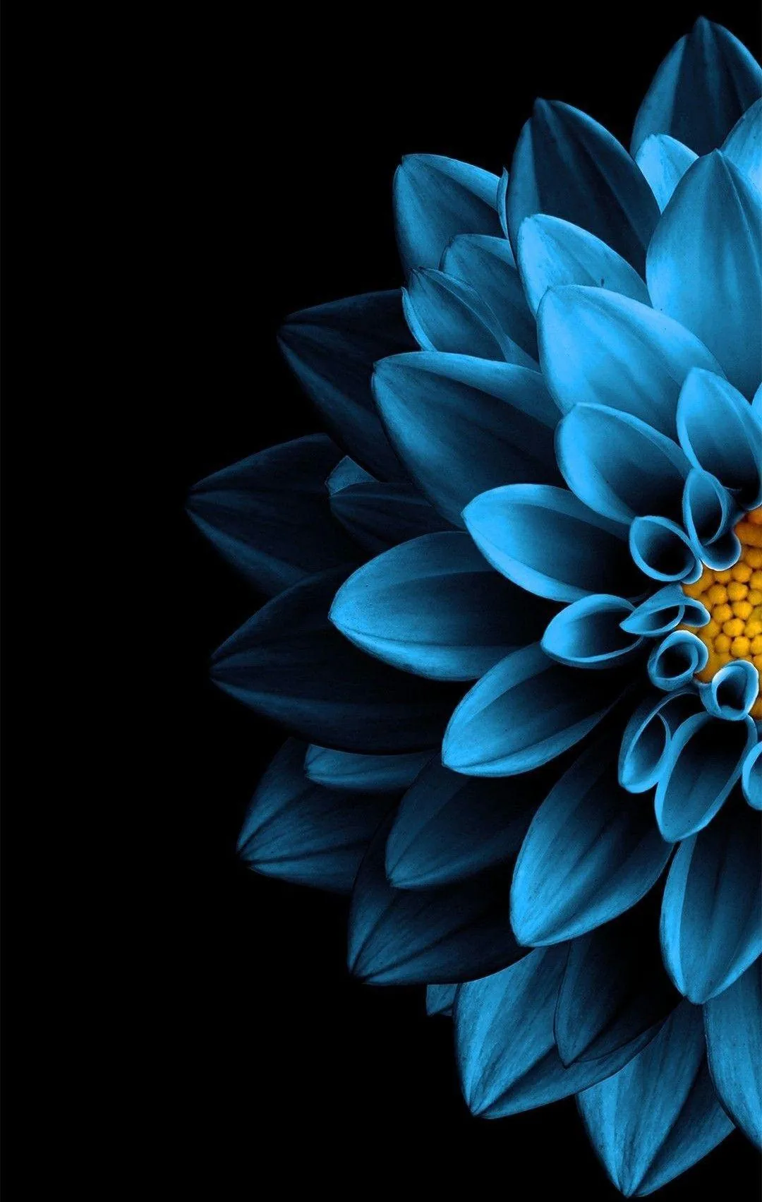 Half a dahlia fills the right side, its tubular petals fading from pale blue to deep teal around a small yellow centre.