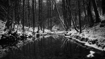 A dark stream mirrors bare trunks between snow-dusted banks, the monochrome forest rising steeply on the left while the water holds the lower half.