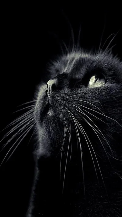 A dark grey cat tilts its face upward at the top of a tall frame, whiskers fanning wide while the lower two-thirds falls into shadow.