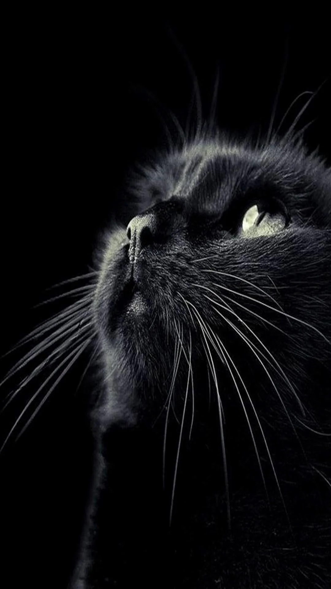 A dark grey cat tilts its face upward at the top of a tall frame, whiskers fanning wide while the lower two-thirds falls into shadow.