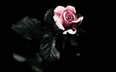 One pale pink rose sits just off centre, lit from the front while the leaves around it fall away into near-black green.
