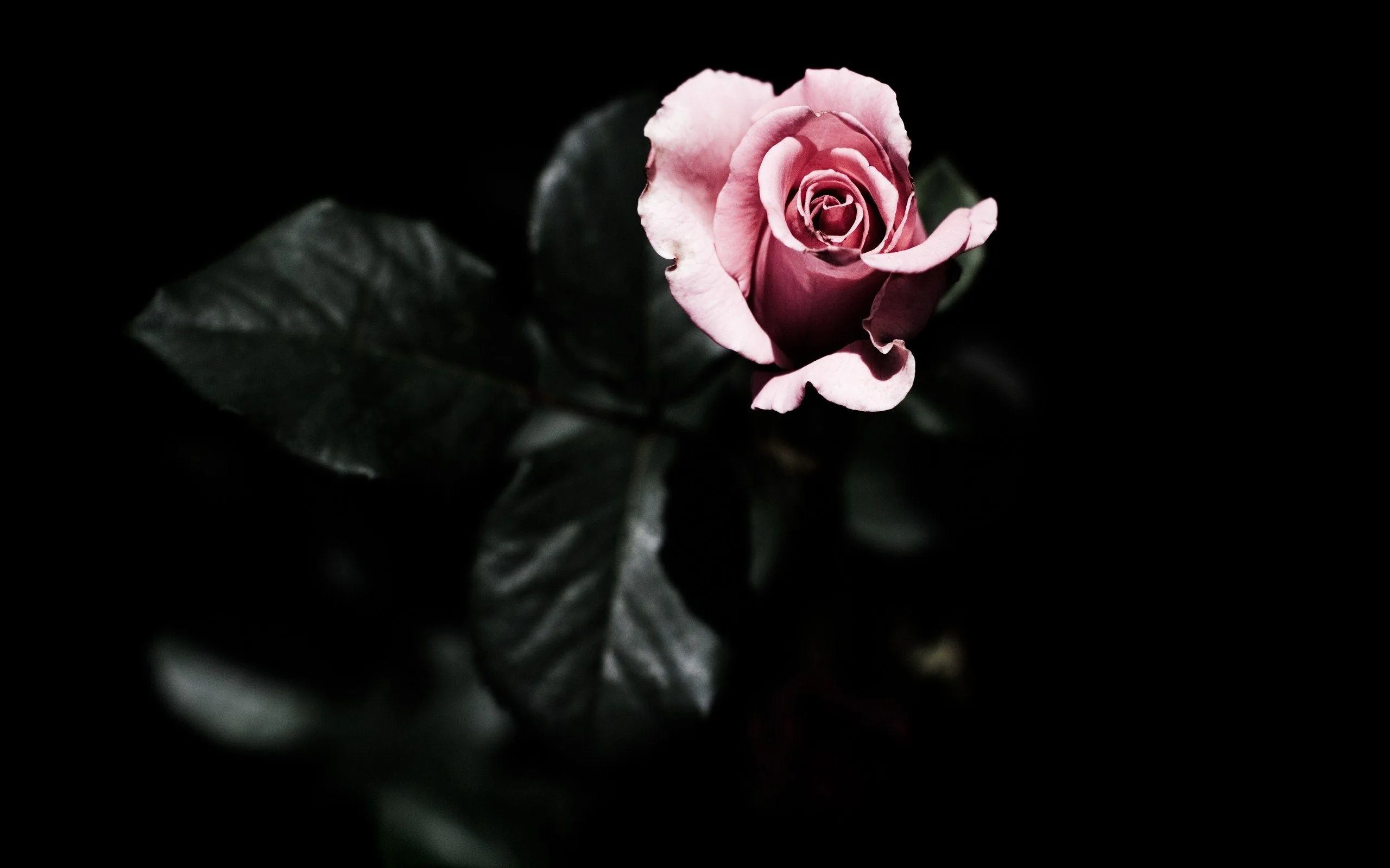 One pale pink rose sits just off centre, lit from the front while the leaves around it fall away into near-black green.