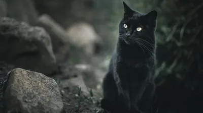 A black cat sits upright on rocky ground at dusk, pale green eyes catching the last light while the boulders behind it fall into shadow.