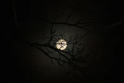Warm moonlight seeps through a knot of leafless branches, the halo browned at the edges like an old photograph.